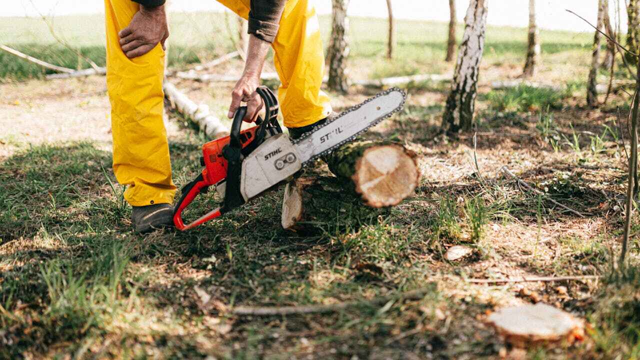 Best Stump Grinding Near Me  in Collinsvle, IL